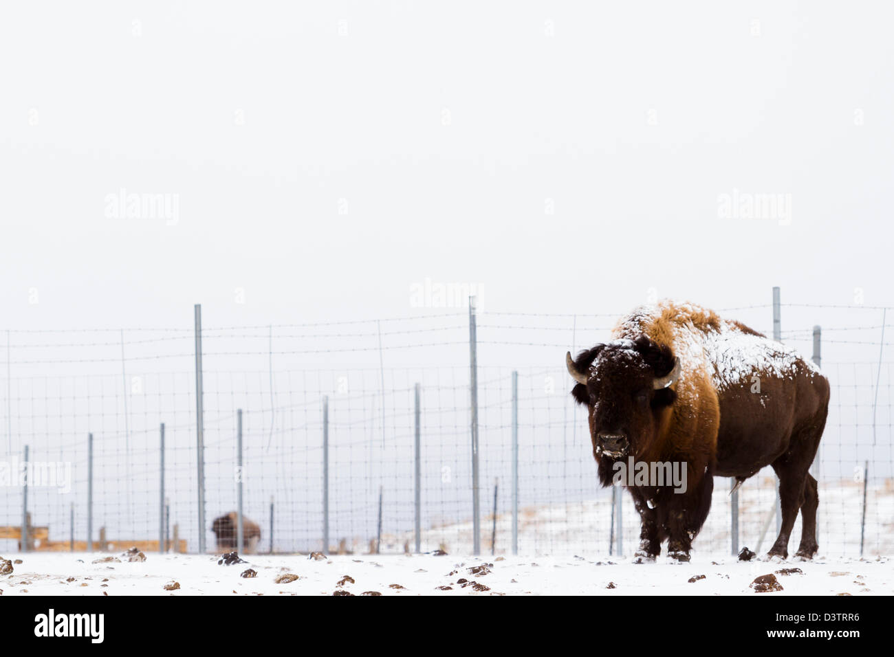 Adult American buffalo standing in the snow. A light dusting of snow ...