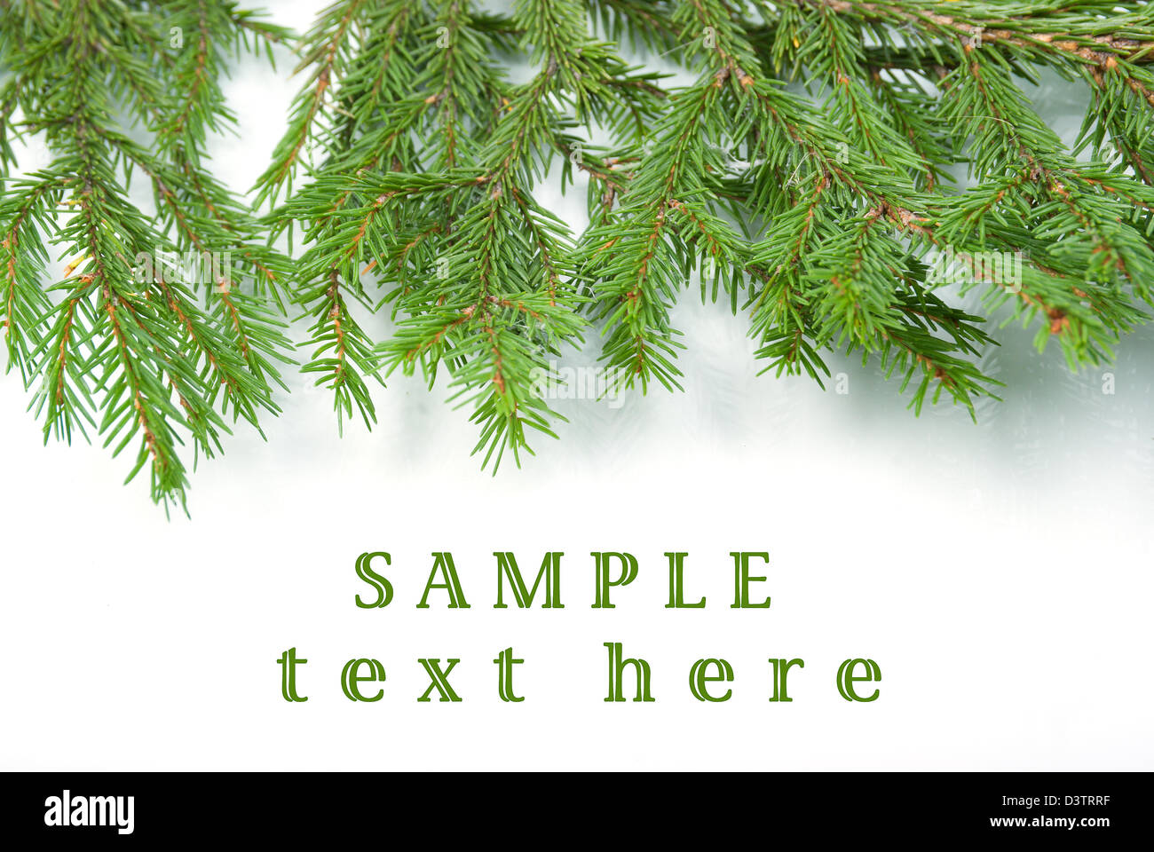 fir tree branches, christmas decoration.white background Stock Photo
