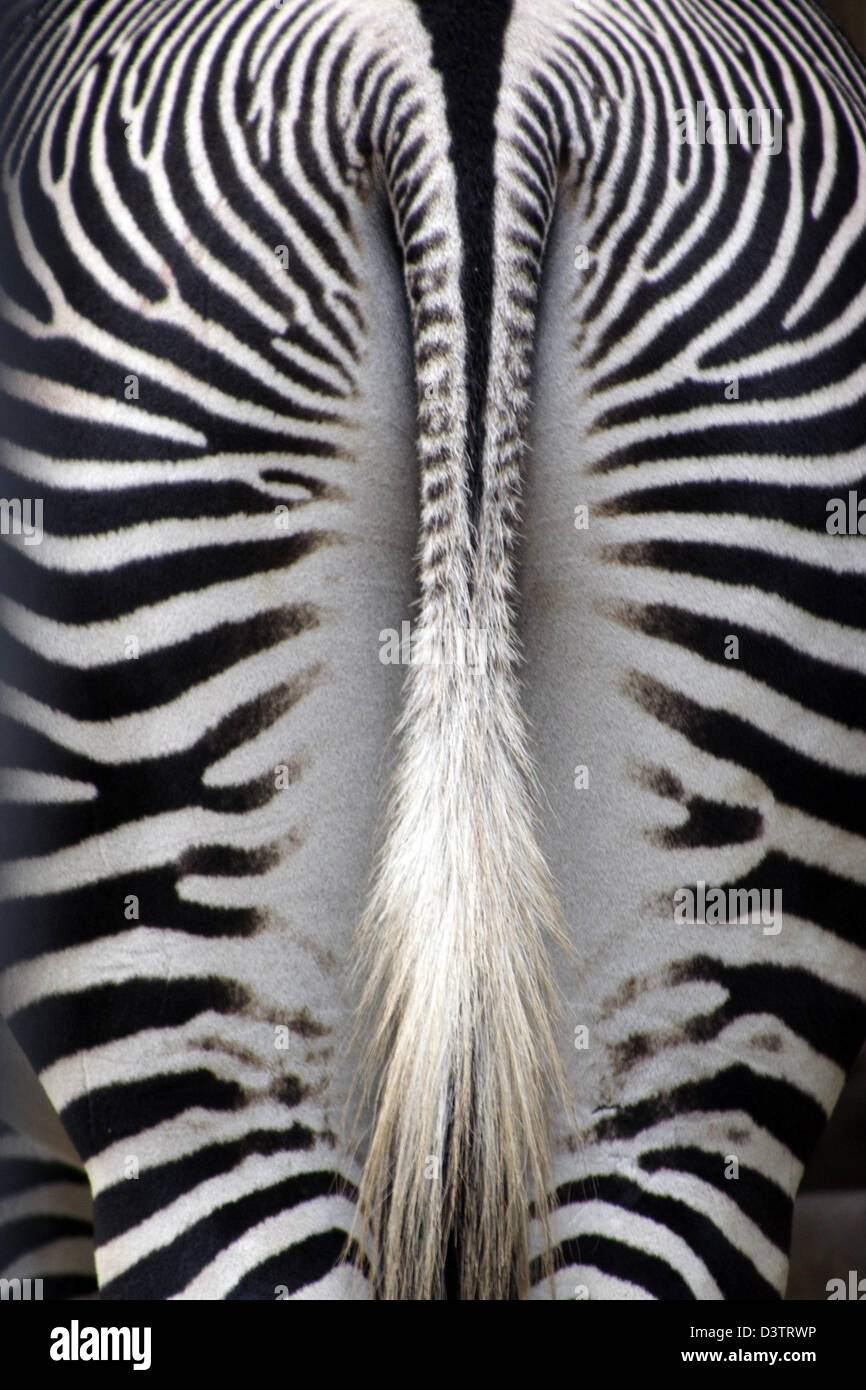 The photo shows the behind of a zebra at the zoo 'Bioparco' in Rome ...
