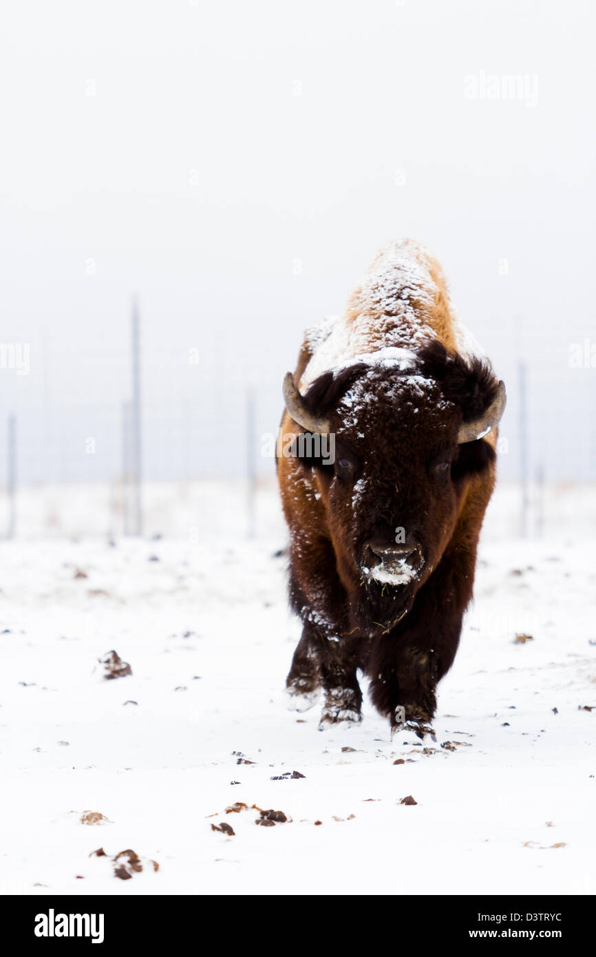 Adult American buffalo standing in the snow. A light dusting of snow ...