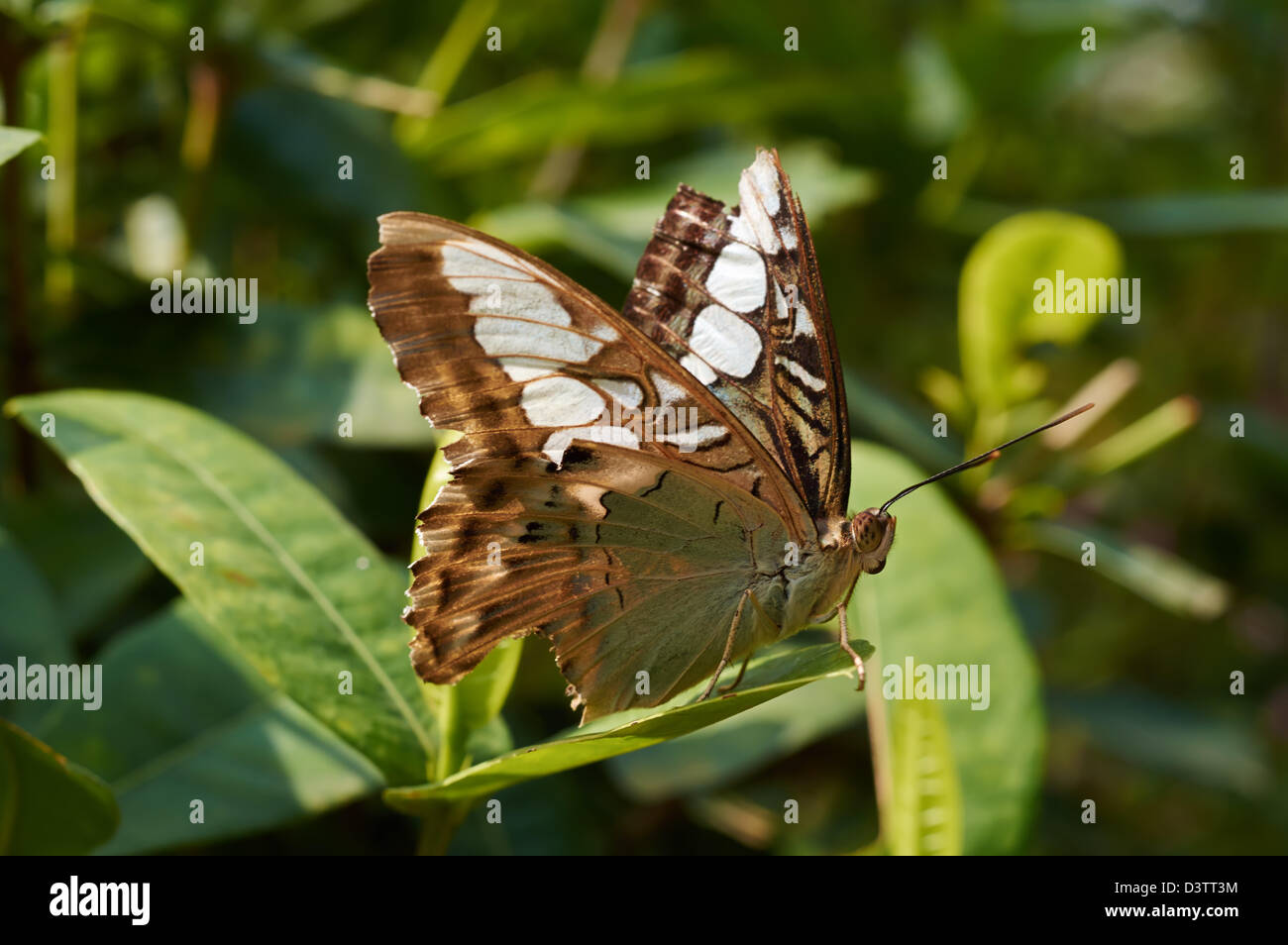 Clipper (Parthenos sylvia) sits on a plant Stock Photo - Alamy