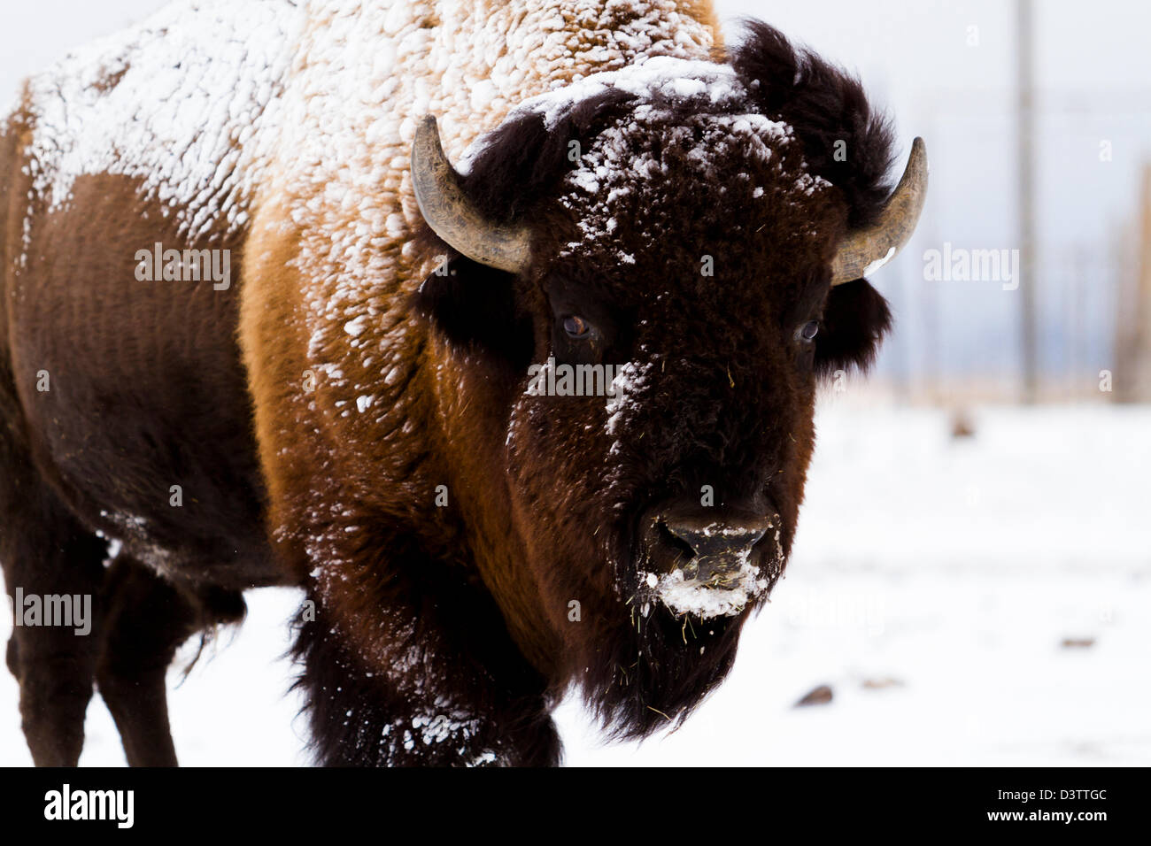 Adult American buffalo standing in the snow. A light dusting of snow ...