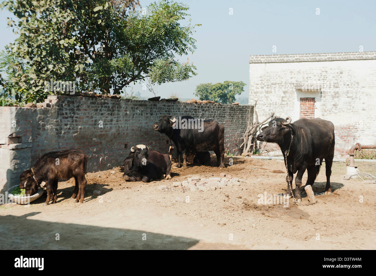 Water Buffalos (Bubalus Bubalis) in a shed, Sonipat, Haryana, India Stock  Photo - Alamy