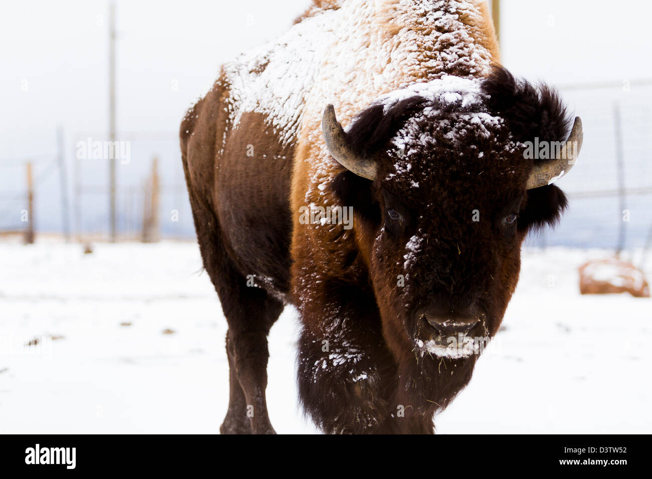 Adult American buffalo standing in the snow. A light dusting of snow ...