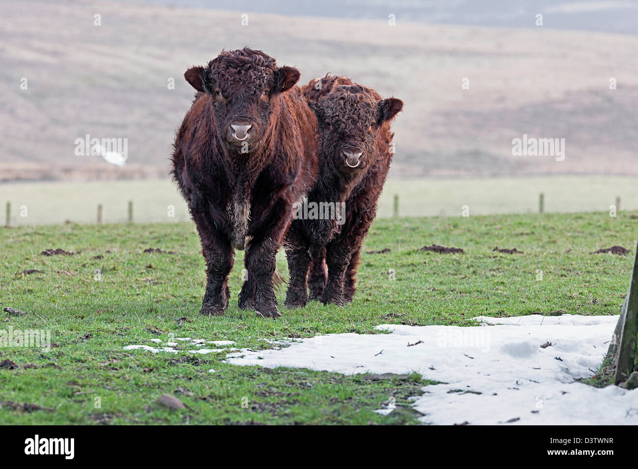 Luing cattle.Bulls. Scottish Borders.Scotland Stock Photo