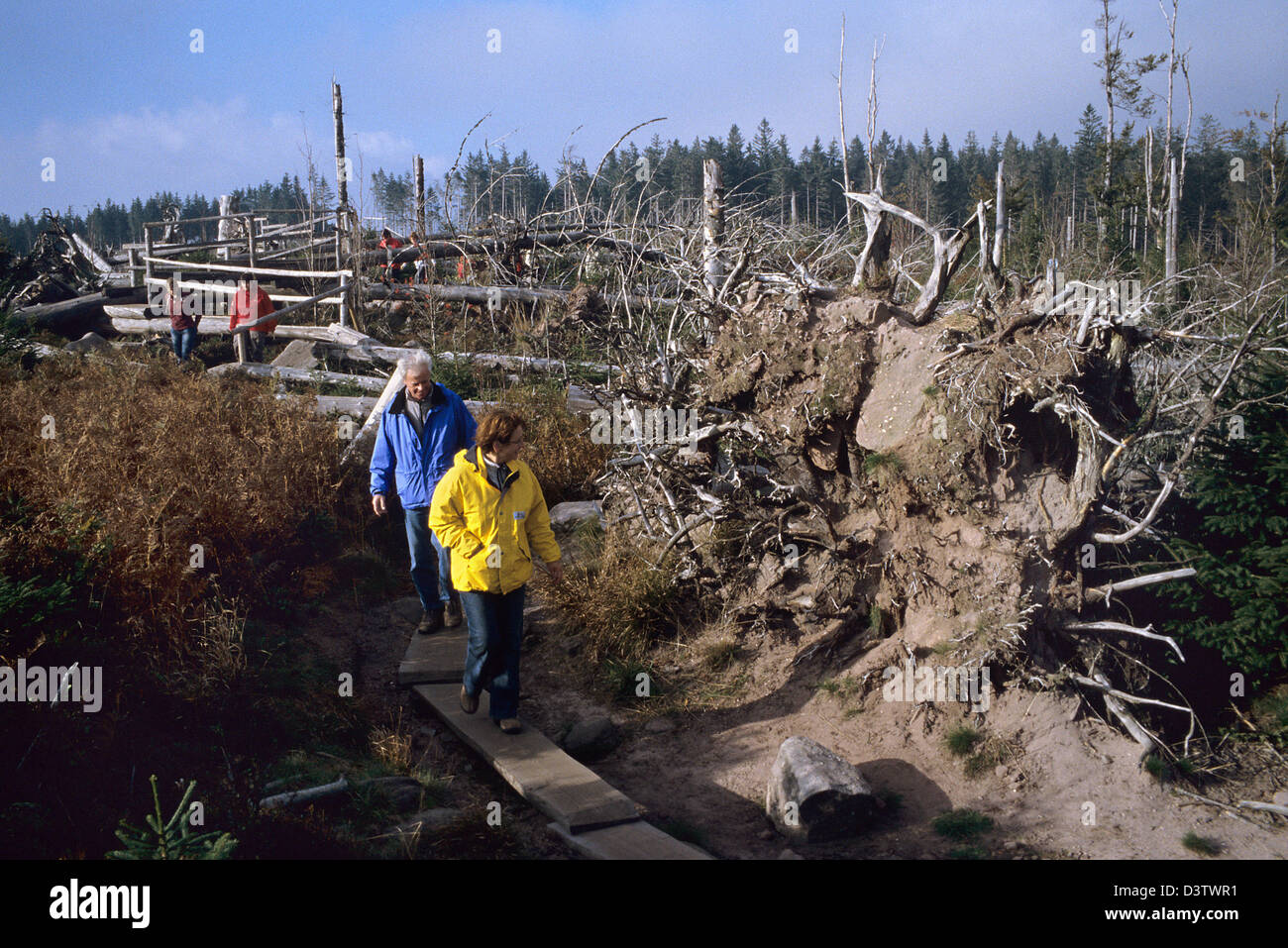 Hikers walk on boardwalks on the 'Lothar Path' among the leftovers of