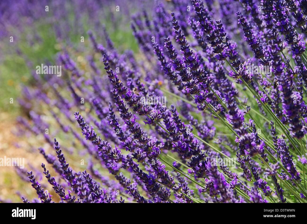 Lavendel - lavender 91 Stock Photo