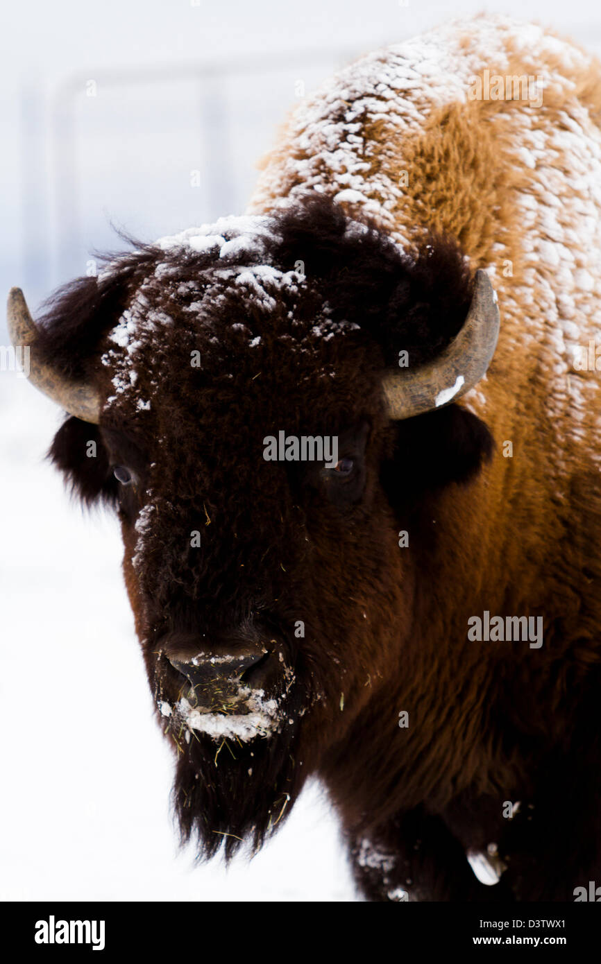Adult American buffalo standing in the snow. A light dusting of snow ...