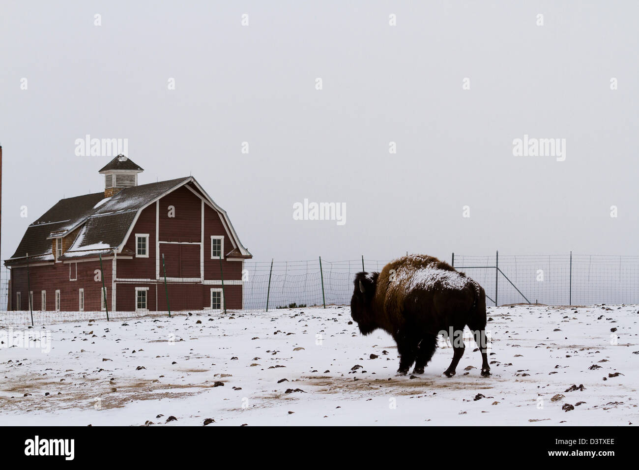 Adult American buffalo standing in the snow. A light dusting of snow ...