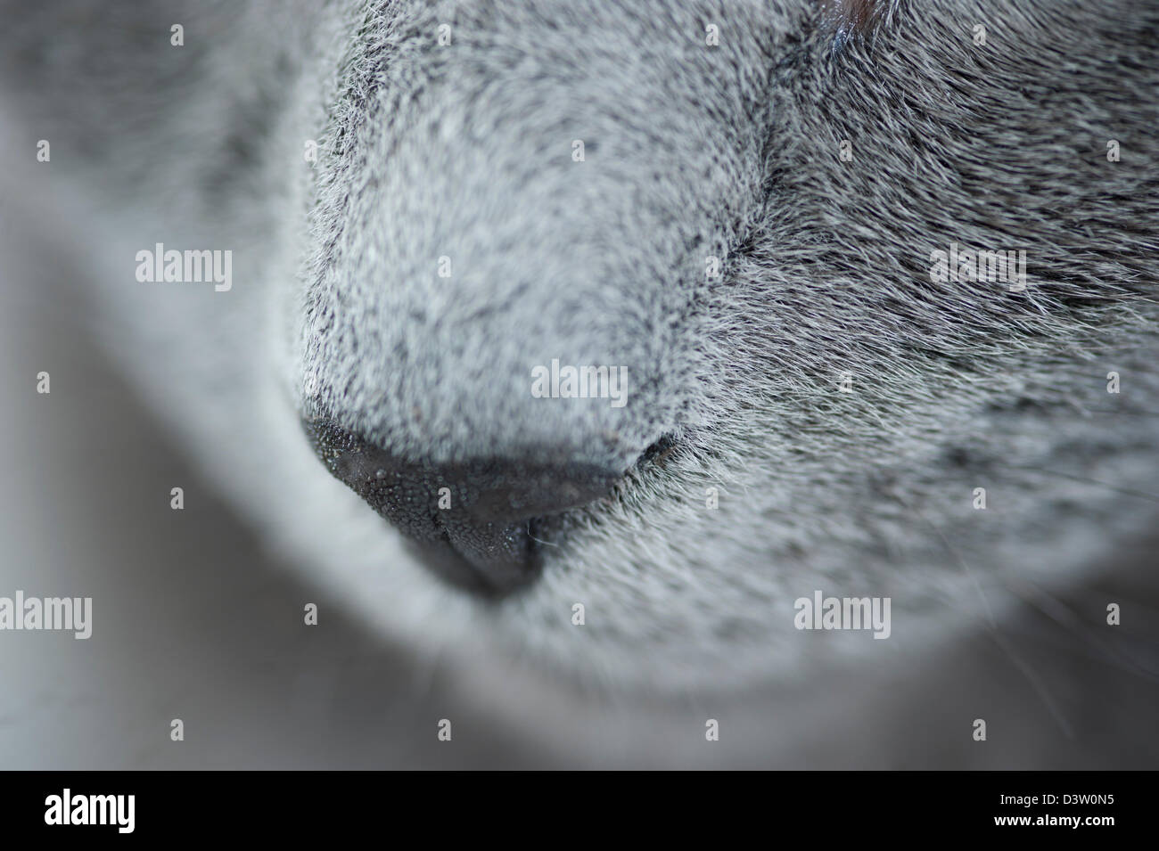 Close up of a pure bred Russian Blue cat Stock Photo