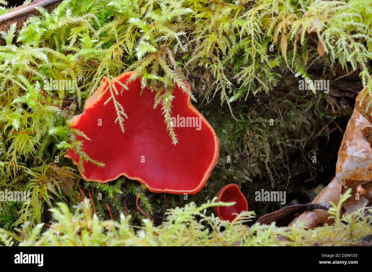 Scarlet Elf Cup Fungi - Sarcoscypha coccinea Stock Photo