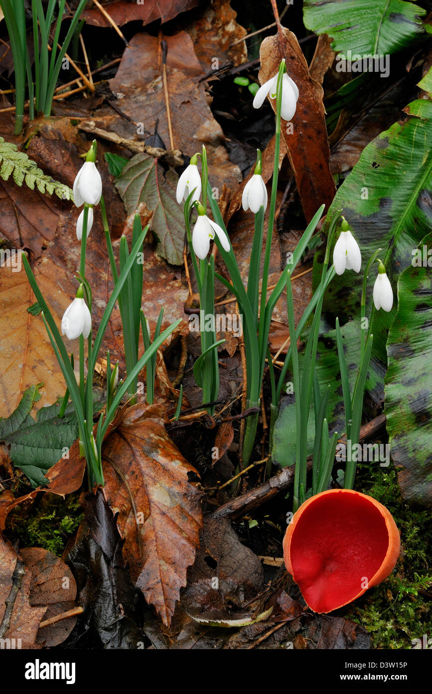 Snowdrops - Galanthus nivalis, with Scarlet Elf Cup fungus - Sarcoscypha coccinea Stock Photo