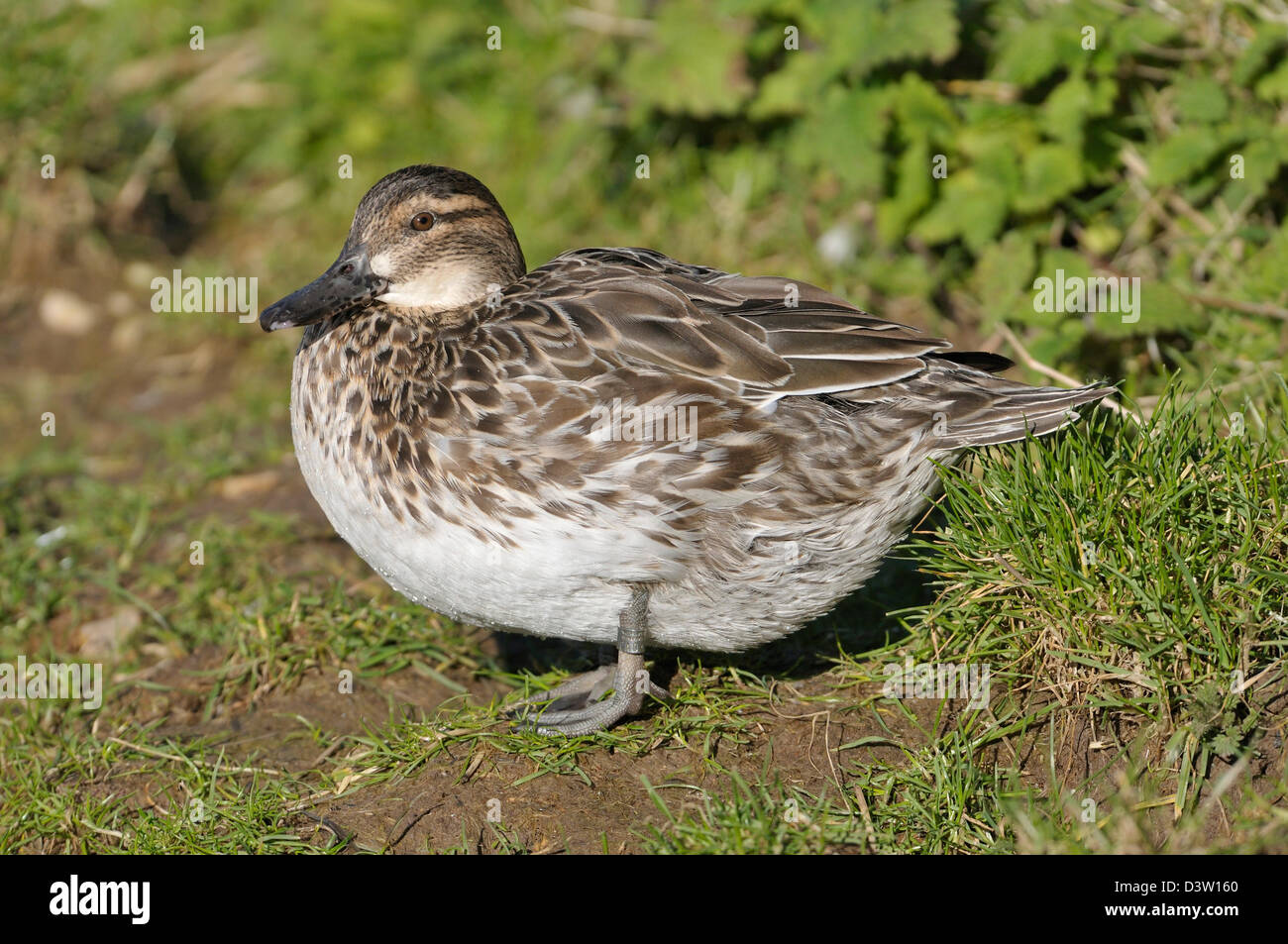 Garganey Duck - Anas querquedula Female on grass Stock Photo
