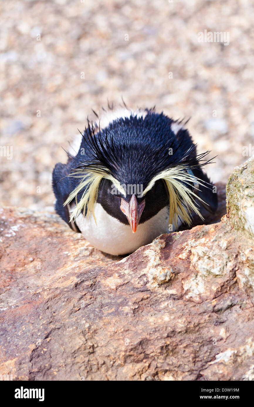 Rockhopper penguin. Stock Photo