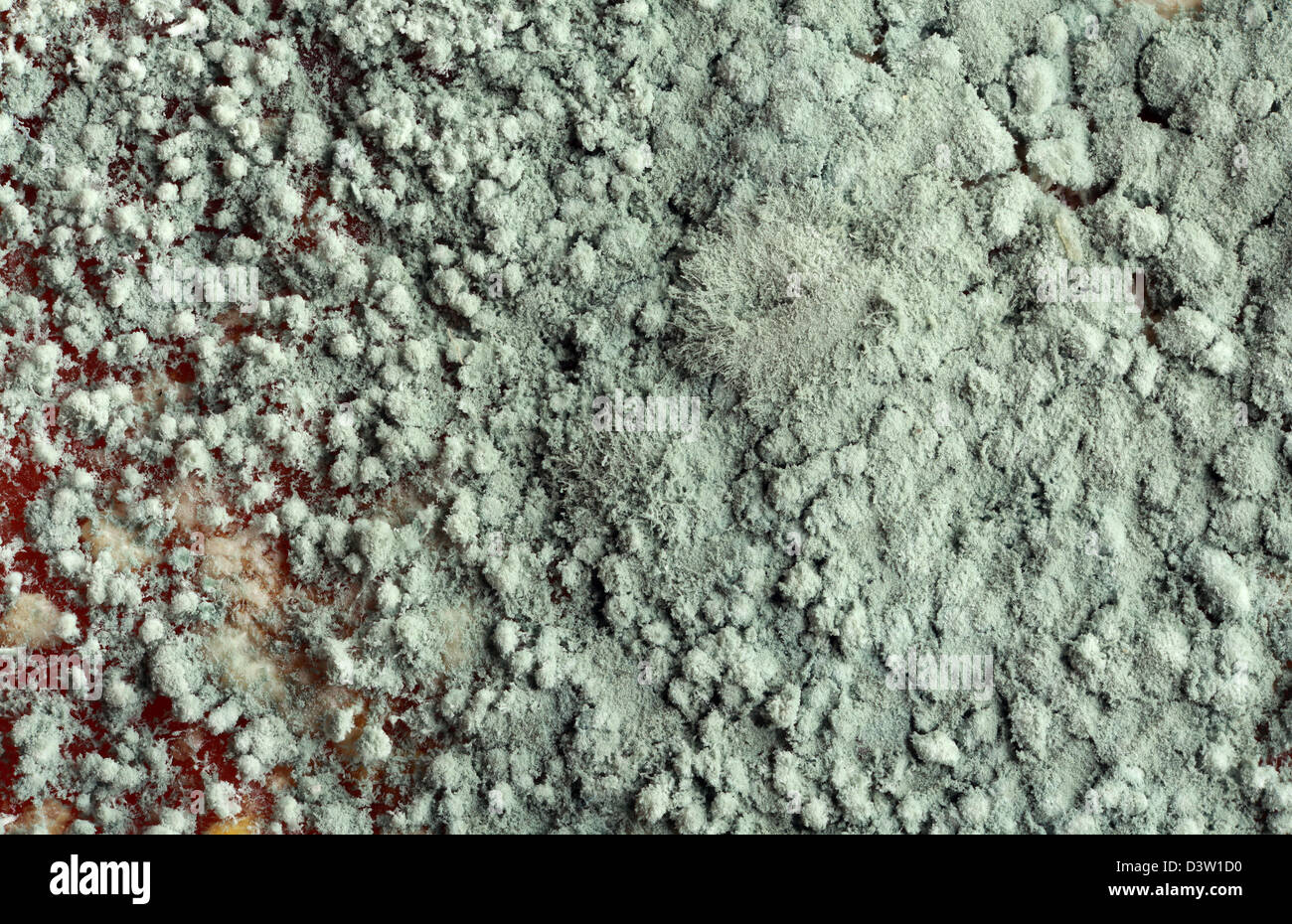 Green Mold on Orange Peel Stock Photo Alamy