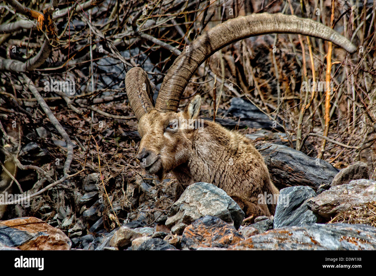 Alpine ibex (Capra ibex), steinbock, Mountain,  Italian Alps, Val Bondione, Italy Stock Photo