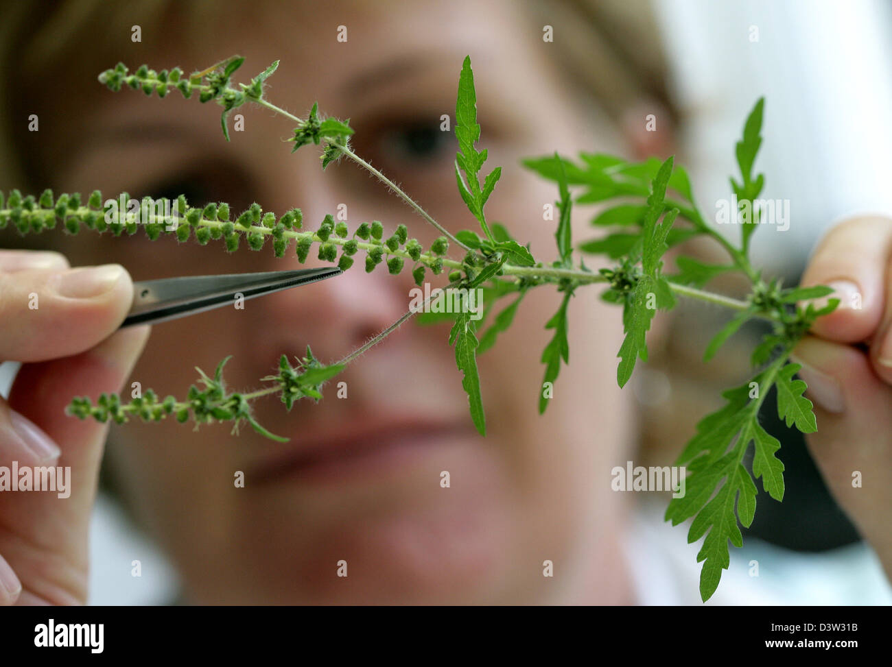 (dpa file) -  Petra Lange of the Leibniz Centre for Agrarian Landscape Research (ZALF) examines a common ragweed plant  (Ambrosia artemisiifolia) in Muencheberg, Germany, 19 September 2006. The Federal Bilogical Research Centre (BBA) announced to take actions against the plant spreading all over Germany. All signs point at a highly increased proliferation of the allergy causing wee Stock Photo