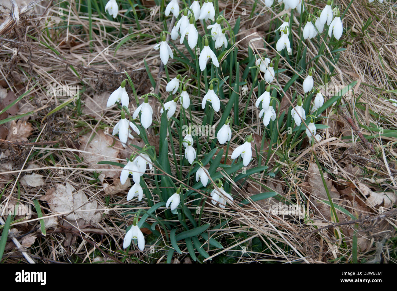 Keswick. Snowdrops - a sign of spring Stock Photo
