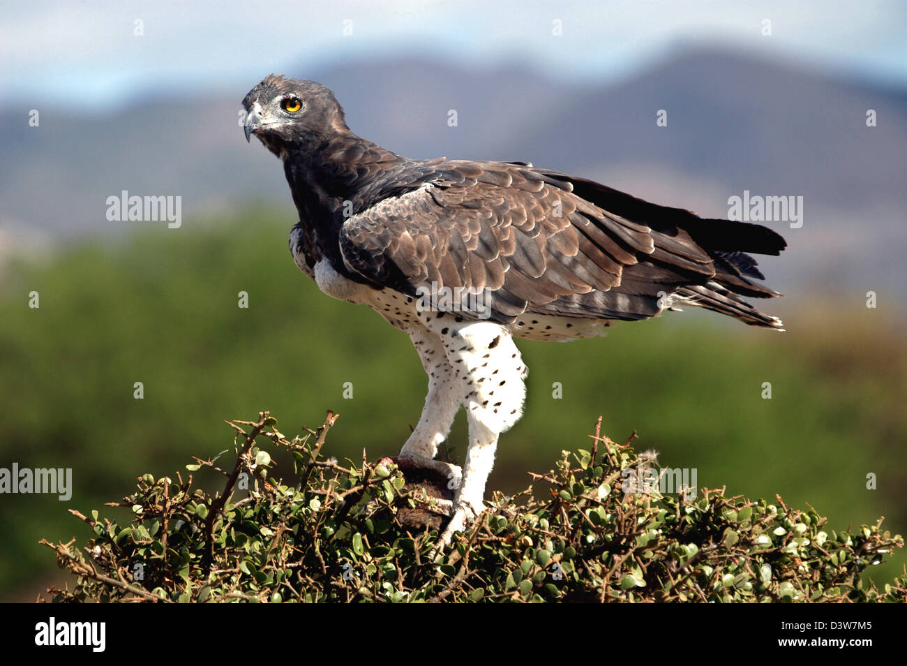 The Martial Eagle, Africa's largest Eagle with prey in the tree tops of Tsavo West National park