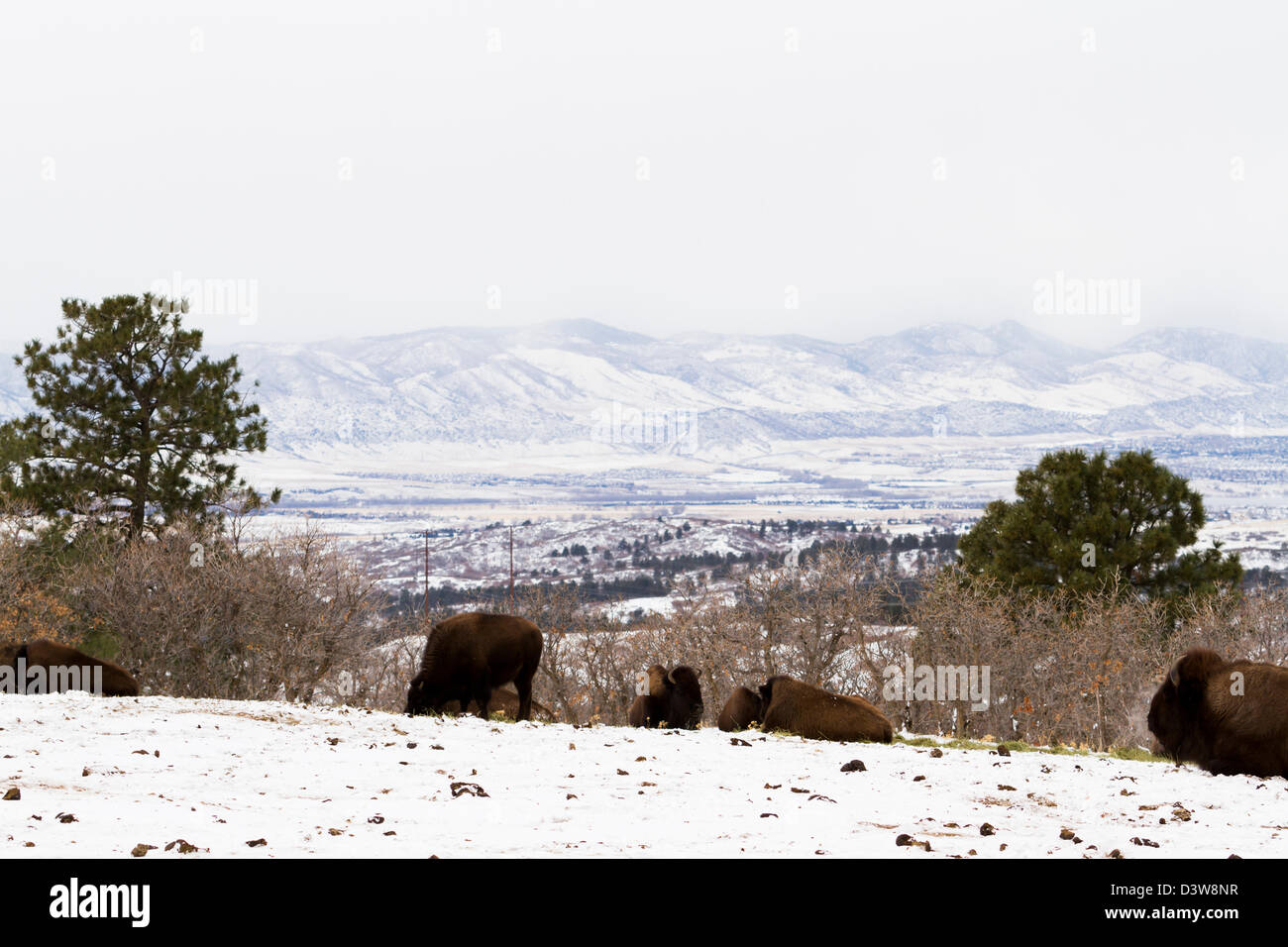 Adult American buffalo standing in the snow Stock Photo - Alamy