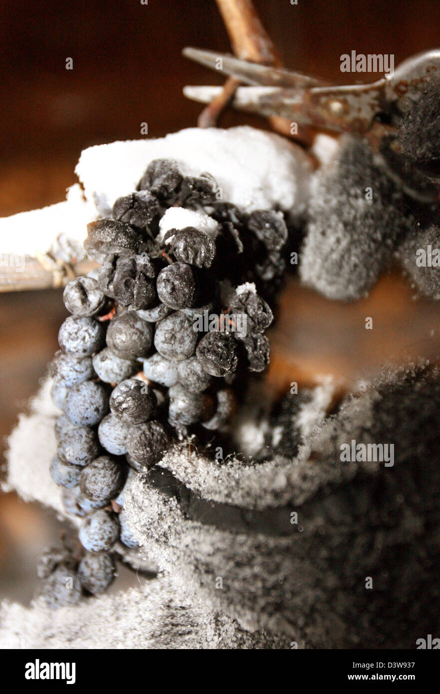 A Person Picks Iced Grapes From The Vines At Mount Tuniberg In Freigurg 