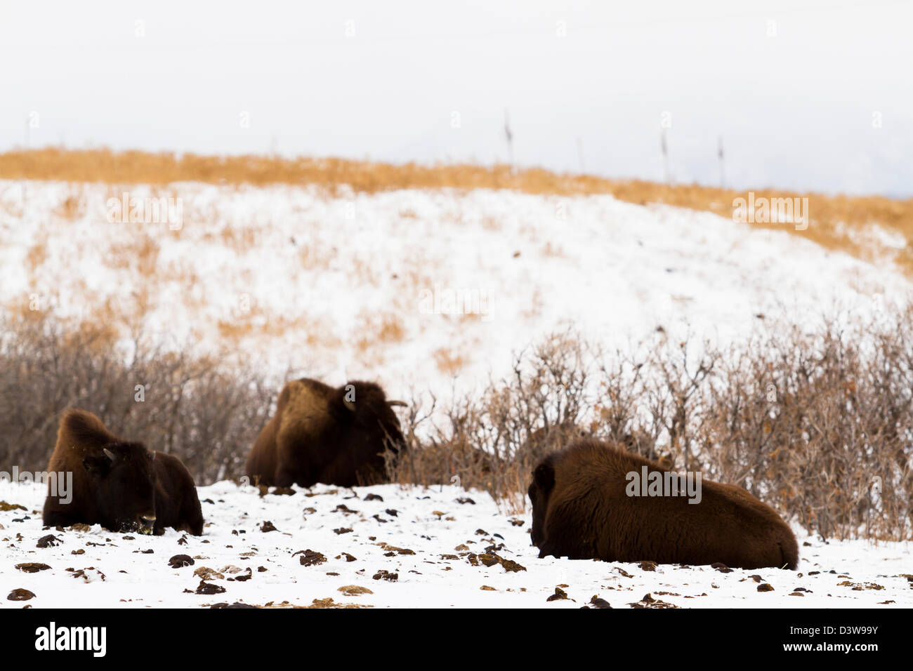 Adult American buffalo laying in the snow Stock Photo - Alamy
