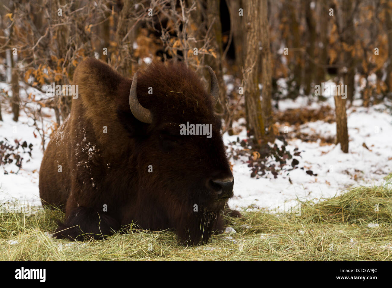 Adult American buffalo standing in the snow Stock Photo - Alamy