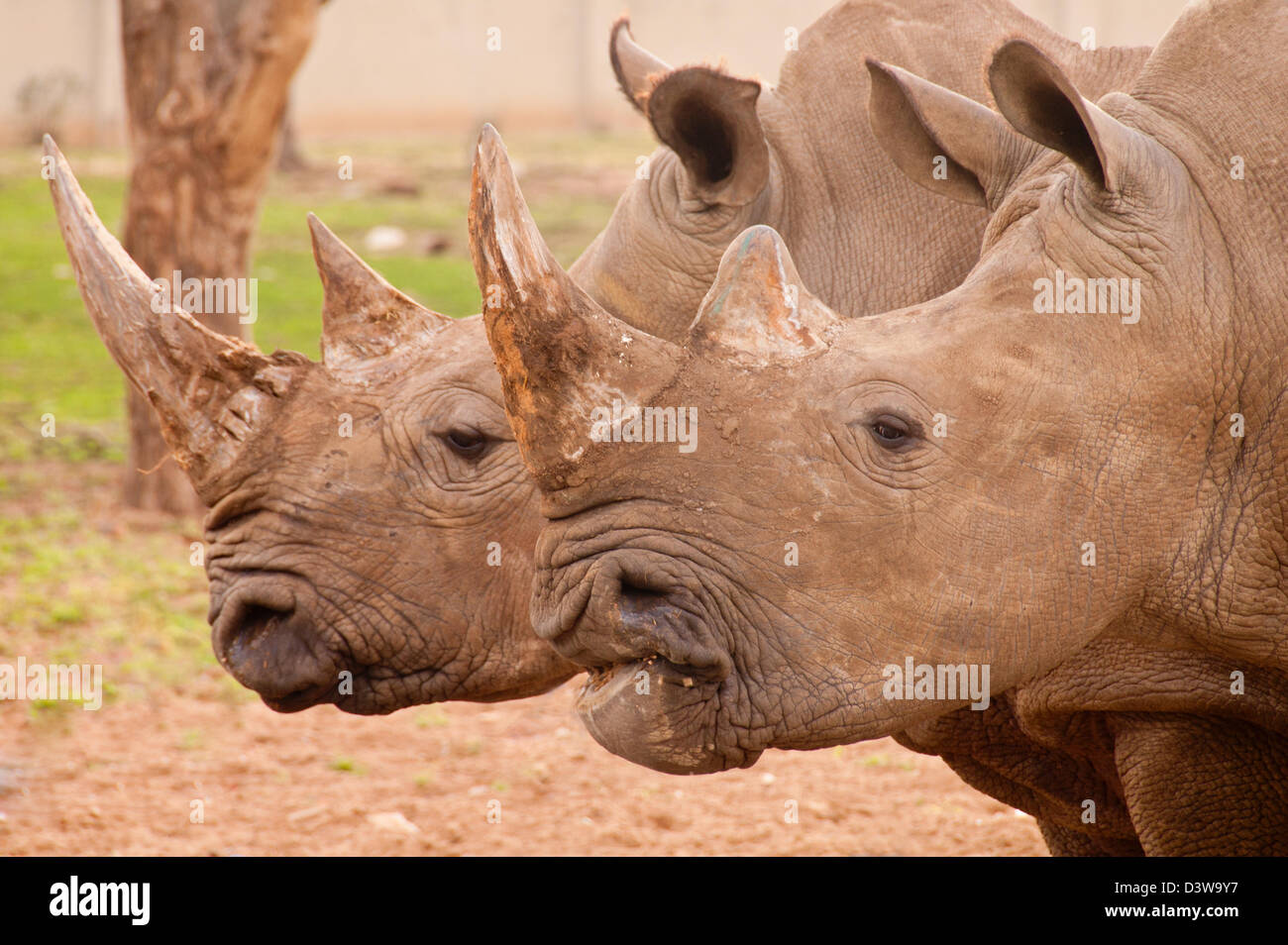 Two rhinoceroses in profile Stock Photo