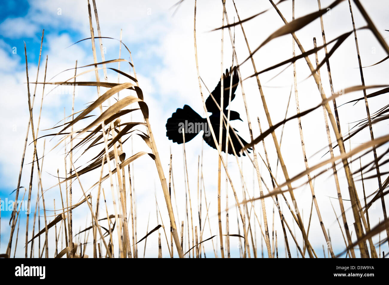 Silhouette of a bird flying above reeds with blue sky and clouds Stock Photo