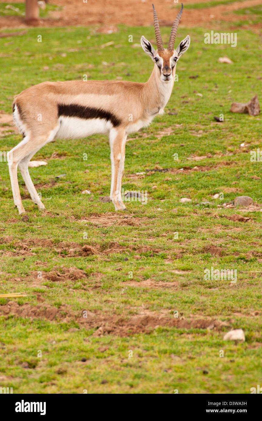 Thomsons gazelle grass hi-res stock photography and images - Alamy