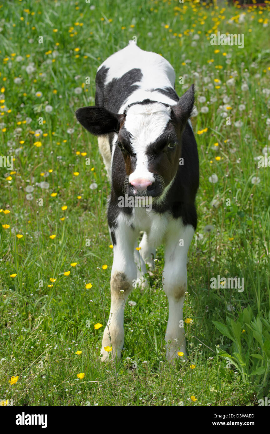 Newborn Black Calves
