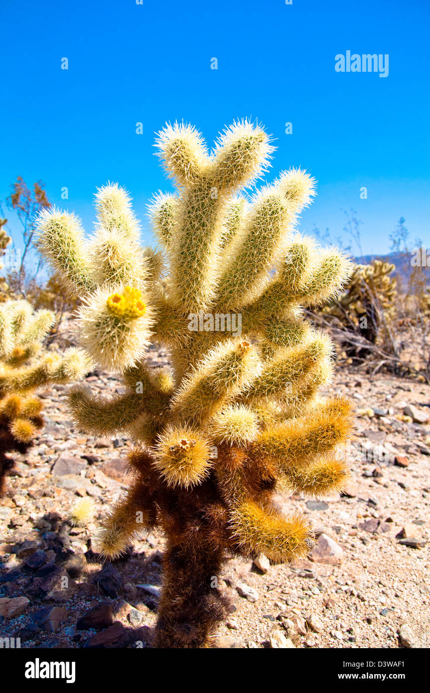 Cholla Cactus Garden in Joshua Tree national park blue cloudless sky Stock Photo