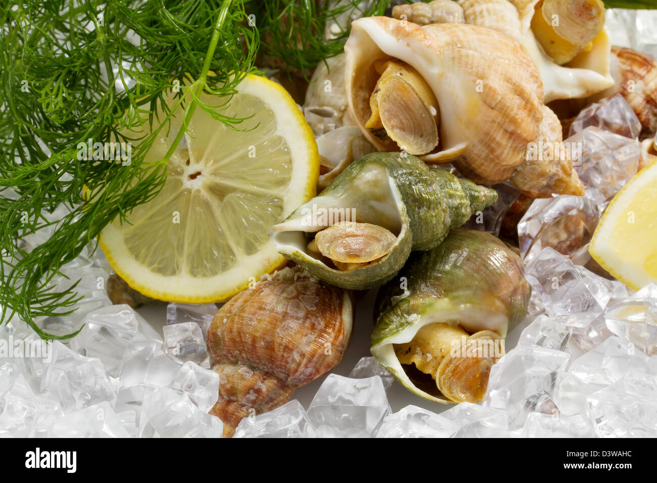 whelks with dill and lemon on ice Stock Photo
