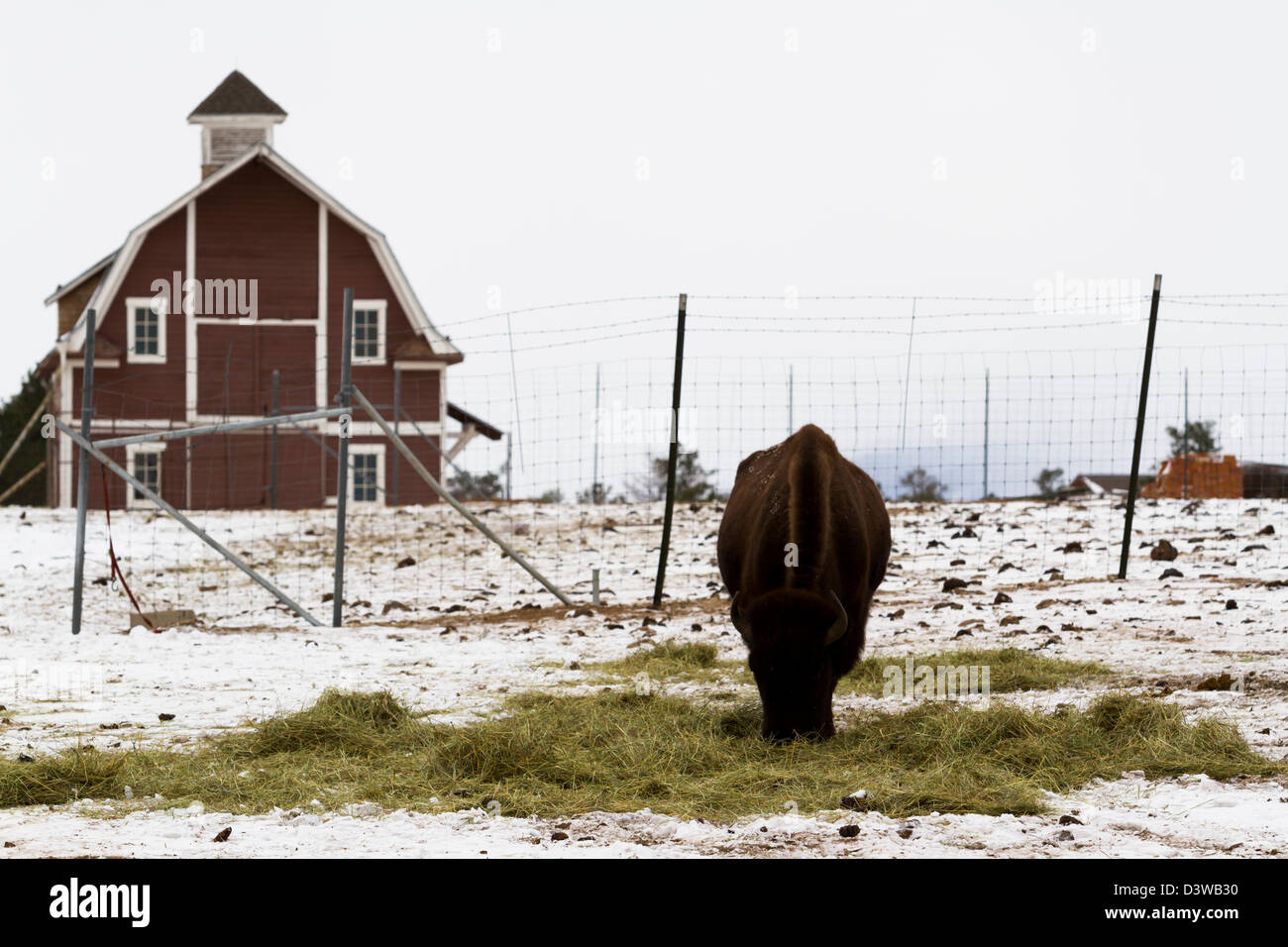 Adult American buffalo standing in the snow Stock Photo - Alamy
