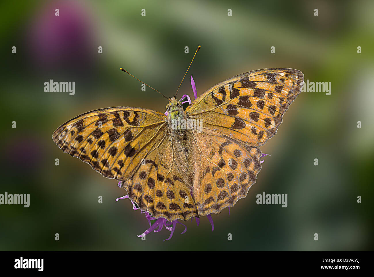 Male Silver-washed Fritillary Butterfly Stock Photo