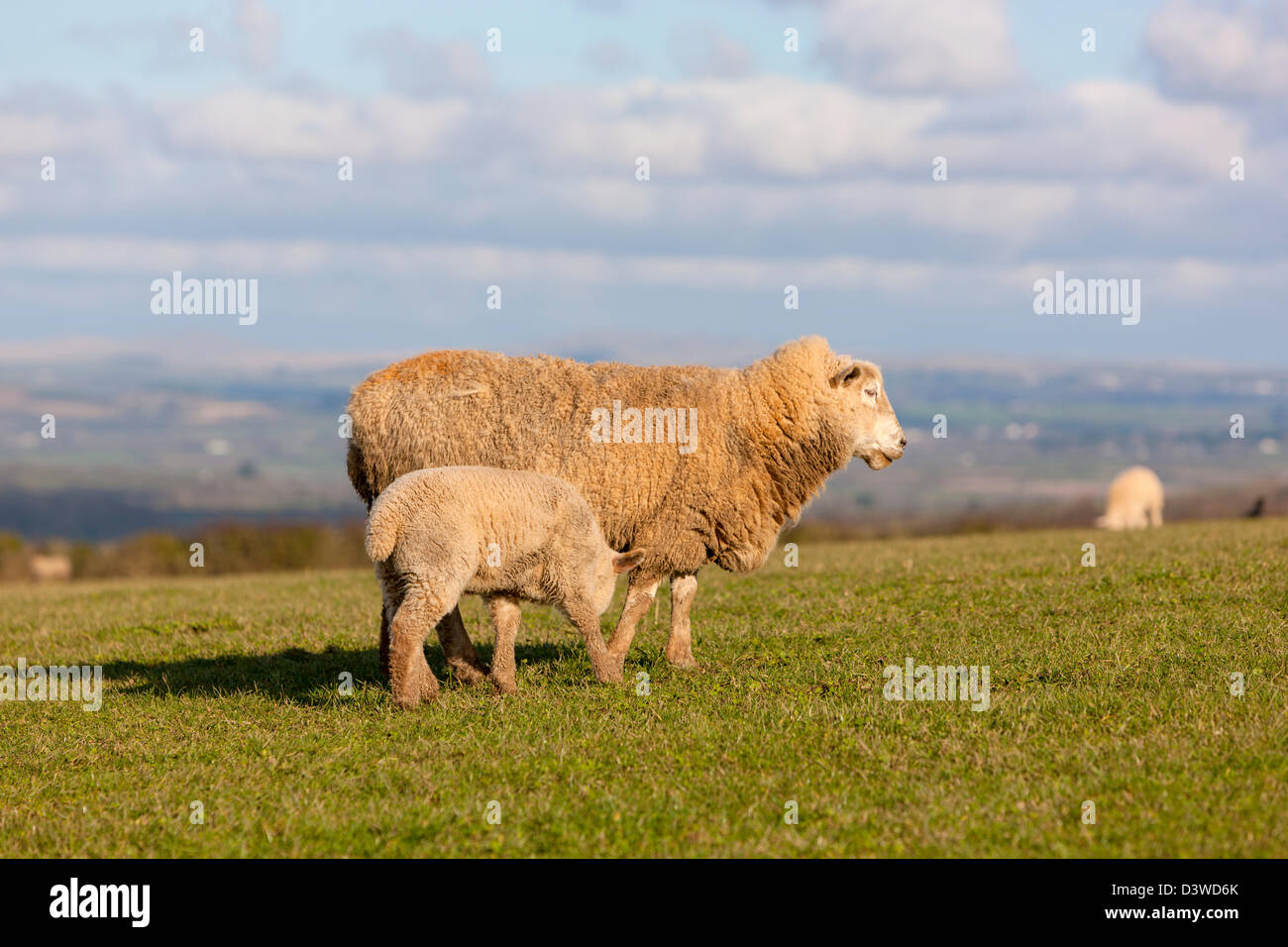 Young Lamb On Grass, Cornwall, England, UK, Europe Stock Photo Alamy