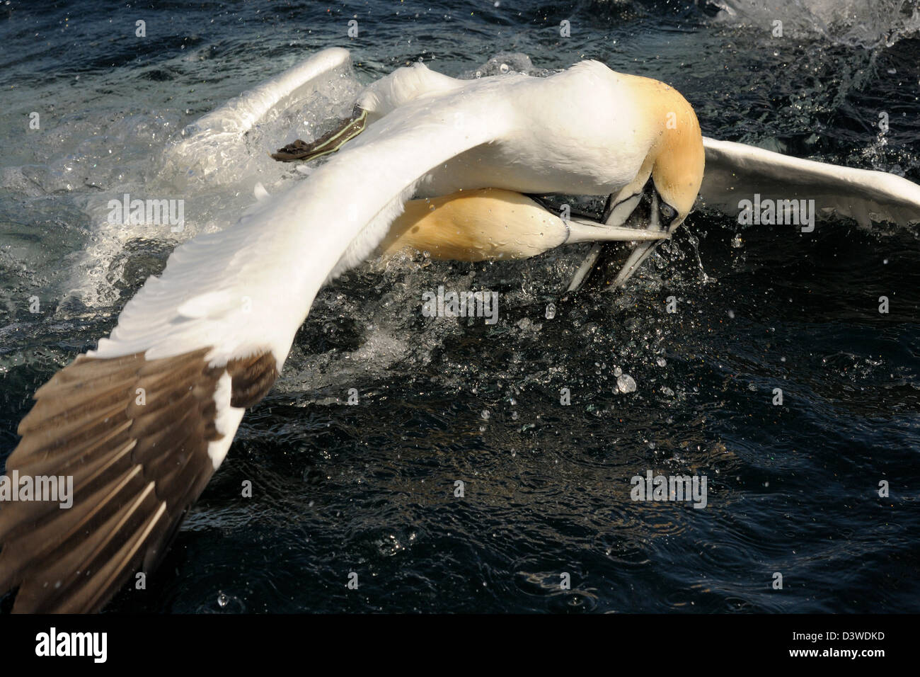 Two Northern Gannets fighting over fish. Stock Photo