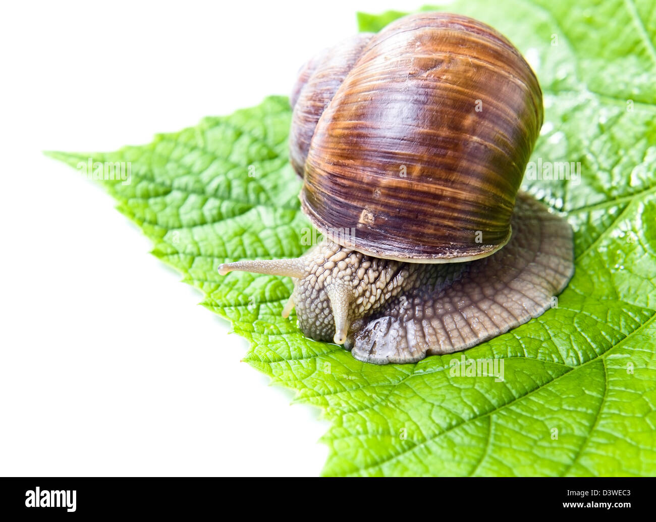 The big snail eating green vine leaves, isolated on white Stock Photo