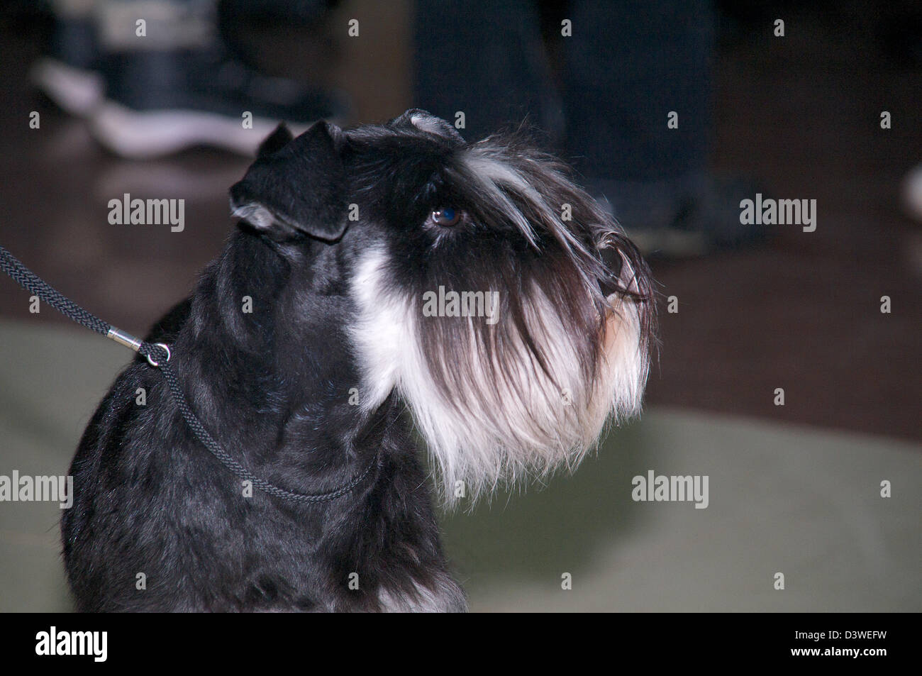 Miniature Schnauzer in collar Stock Photo Alamy
