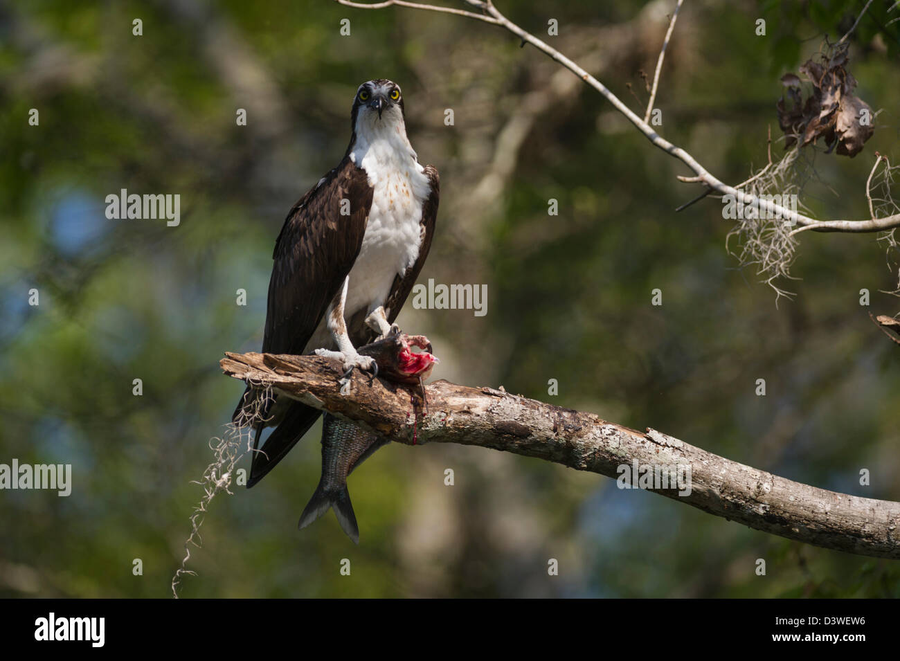 Florida Osprey and his fresh fish catch on the Haines Creek River in