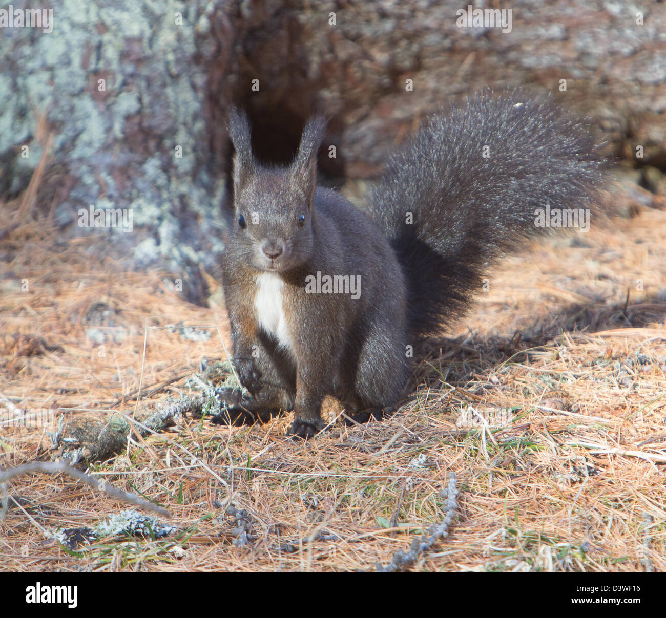 Squirrel, Val Roseg, Switzerland Stock Photo