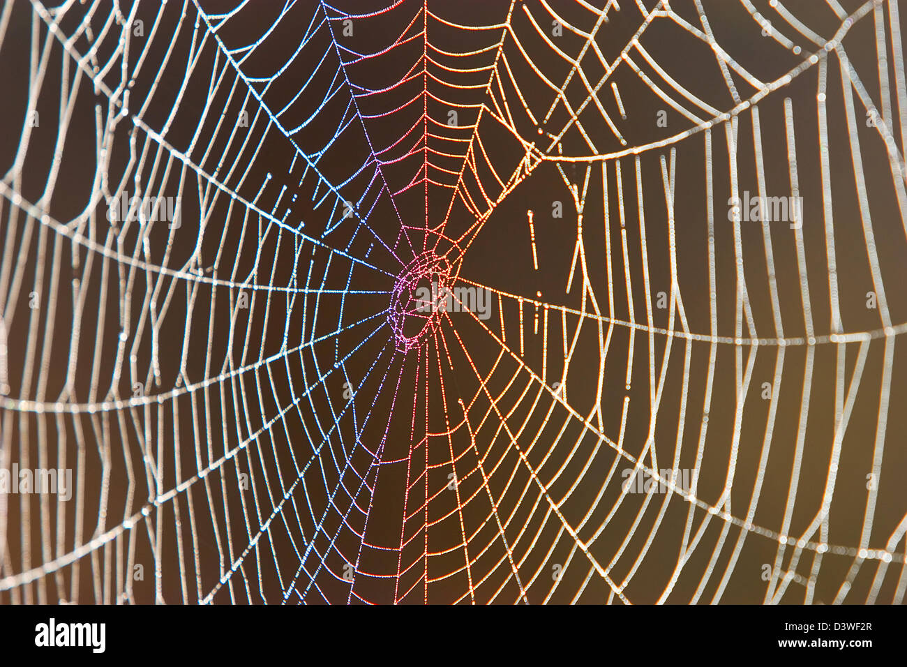 A spider web sparkling in the morning sun Stock Photo