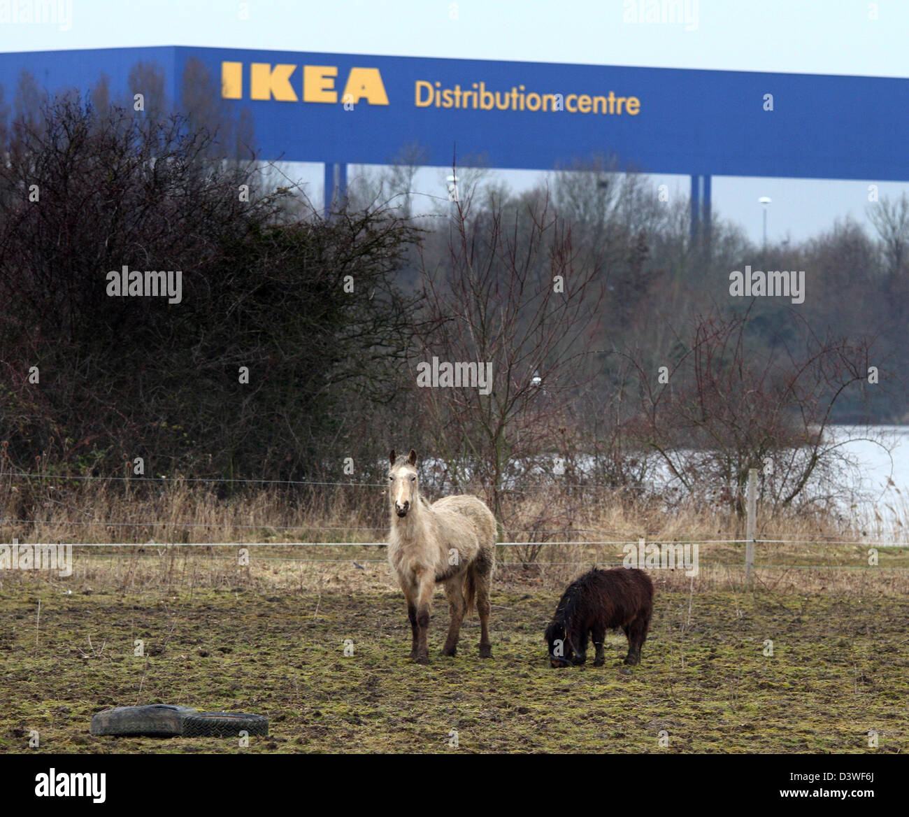 Horses in a field, with an Ikea Distribution Centre behind. Ikea has