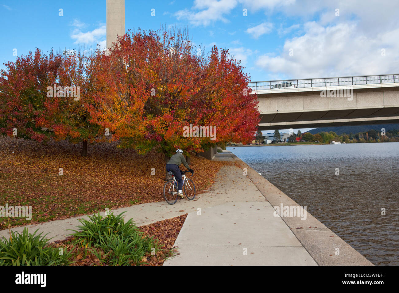 Cyclist riding along Lake Burley Griffin in autumn. Parkes, Canberra, Australian Capital Territory (ACT), Australia Stock Photo
