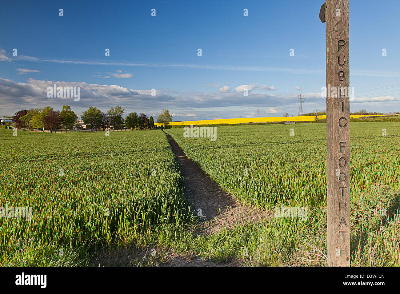 A Public Footpath Finger post looking toward a footpath through a field on unripe barley Stock Photo