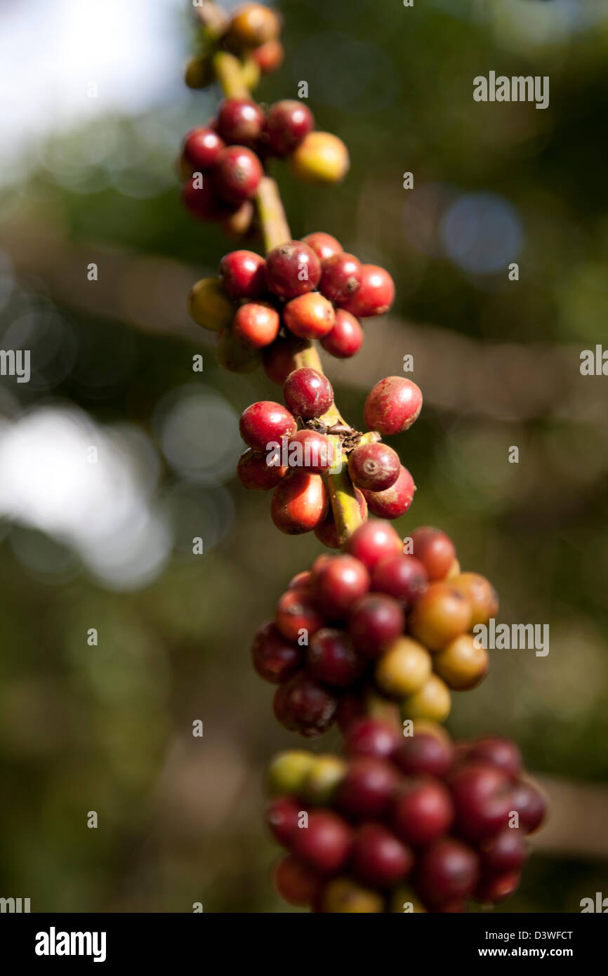 Coffee berries ripening on the stalk as they grow near Pakse, Laos