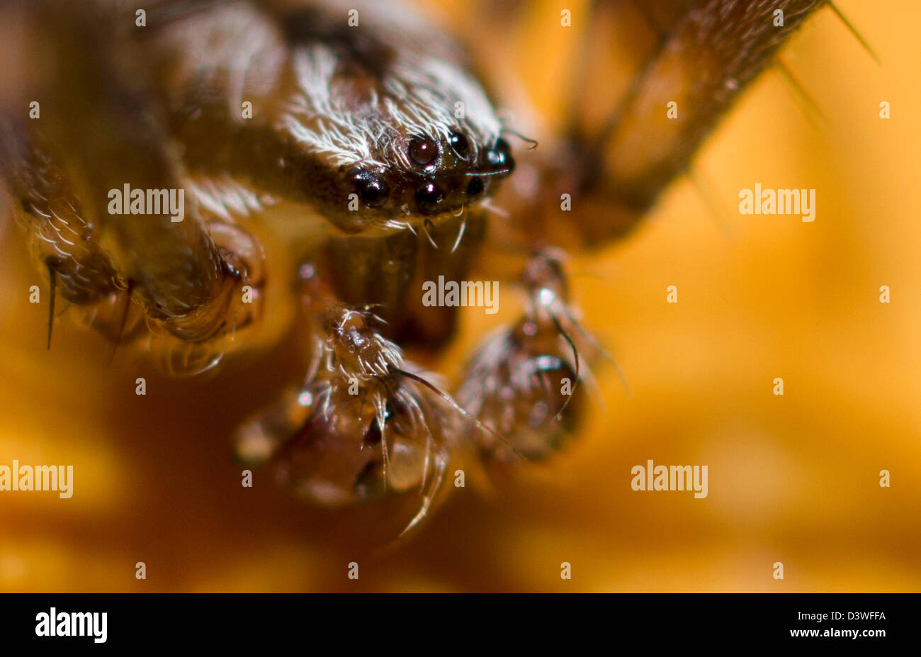 Closeup of a spider, eyes, hairs, furry, scary, vile, Stock Photo