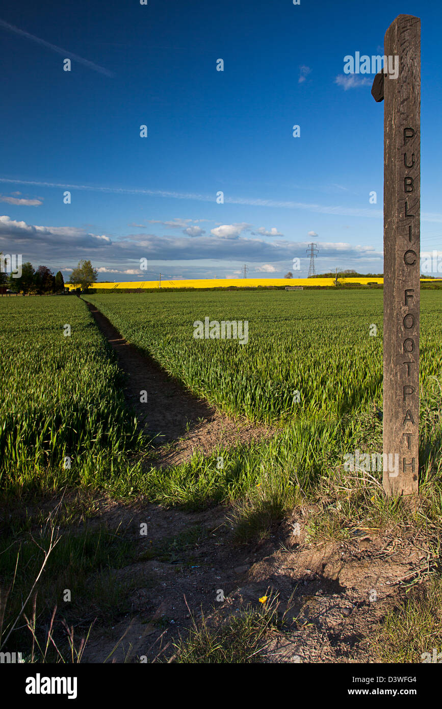 A Public Footpath Finger post looking toward a footpath through a field on unripe barley Stock Photo