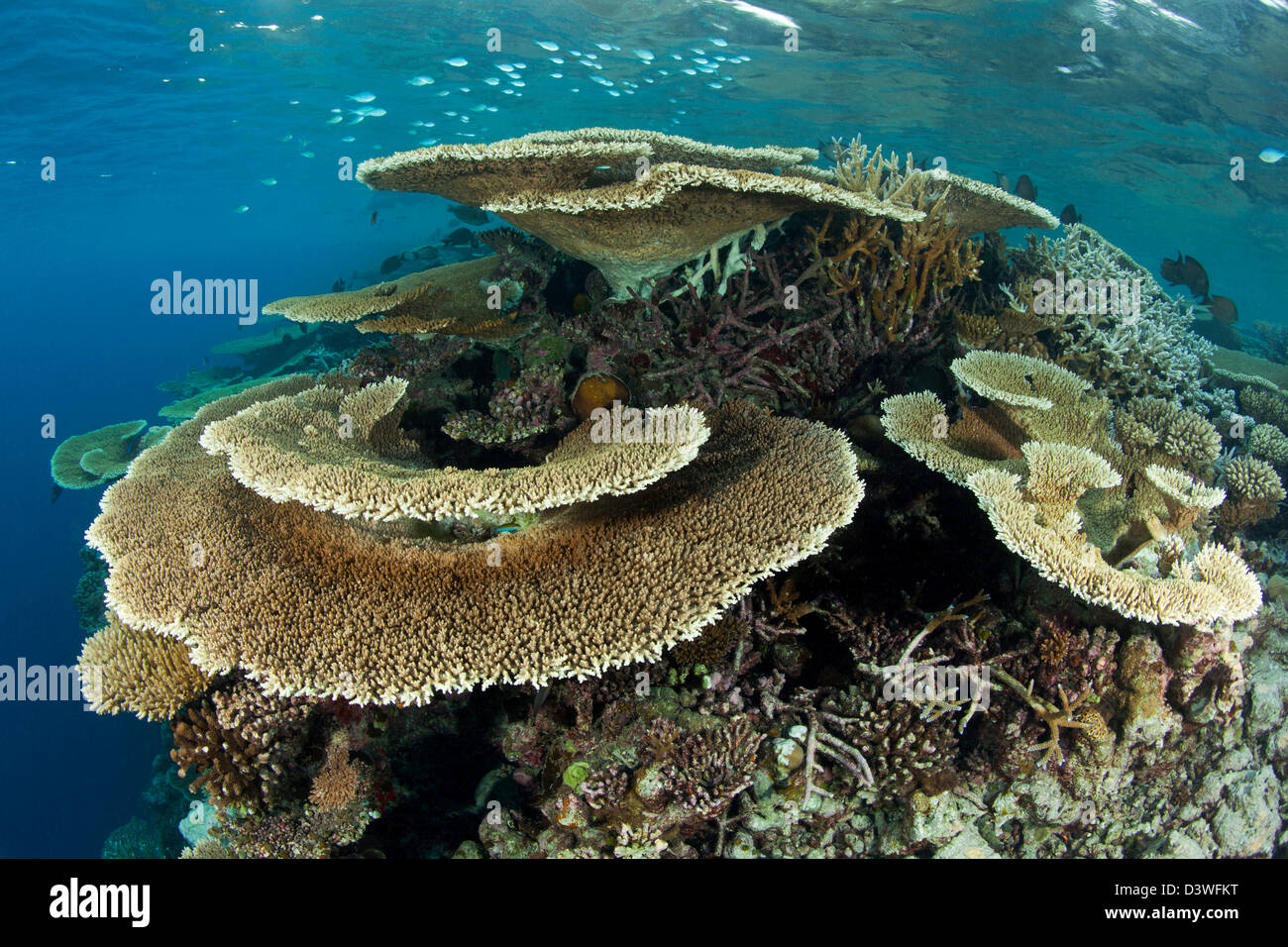 Reef covered with Hard Corals, Acropora sp., Ari Atoll, Maldives Stock Photo