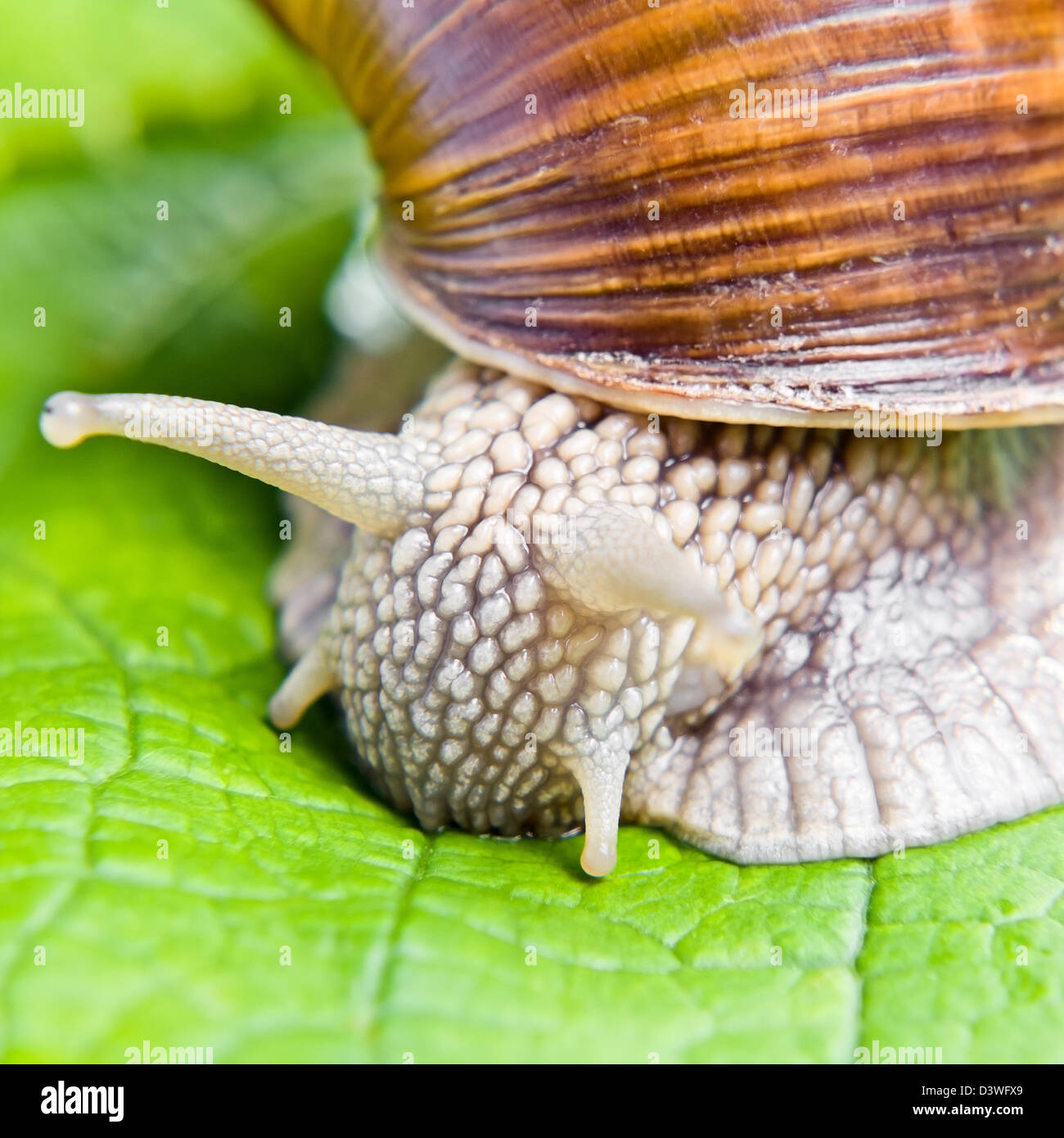 The big snail eating green vine leaves Stock Photo Alamy